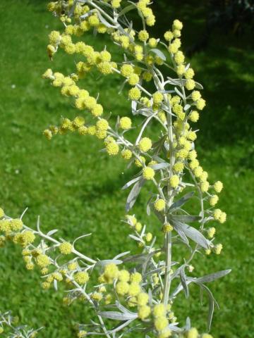 Absinthium spag. Zimpel D3 (Artemisia absinthium)