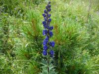 Aconitum napellus spag. Zimpel D4