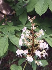 Aesculus hippocastanum e semine sicc. Glückselig Urt.