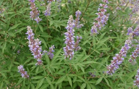 Agnus castus spag. Zimpel D2