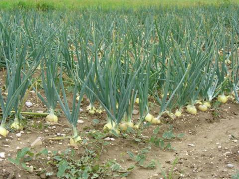 Allium cepa spag. Zimpel D2 