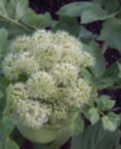 Angelica archangelica spag. Zimpel D2 