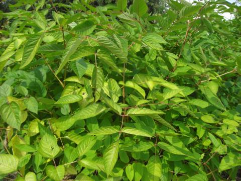 Aralia racemosa spag Zimpel D3