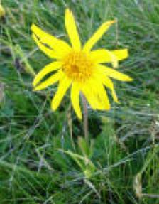 Arnica montana spag. Zimpel D2