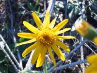 Arnica montana e floribus sicc. Glückselig Dil. D2