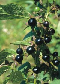Belladonna spag. Zimpel D3