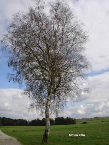 Betula alba spag. Zimpel D2 