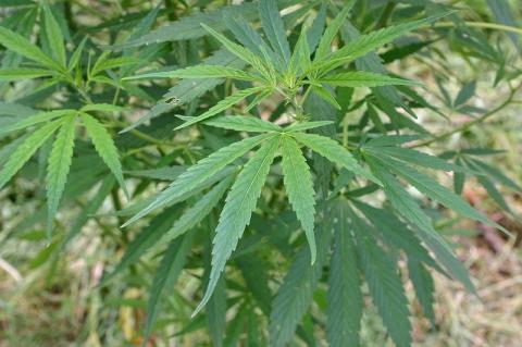 Cannabis sativa e sem. spag. Zimpel D2