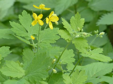Chelidonium majus spag. Zimpel D2