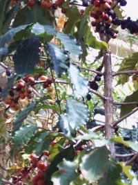 Coffea spag. Zimpel D2