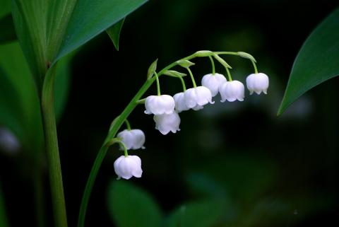 Convallaria majalis Glückselig Dil. D3