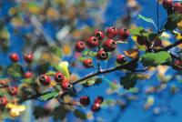 Crataegus spag. Zimpel D2