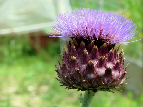 Cynara scolymus spag. Zimpel D3