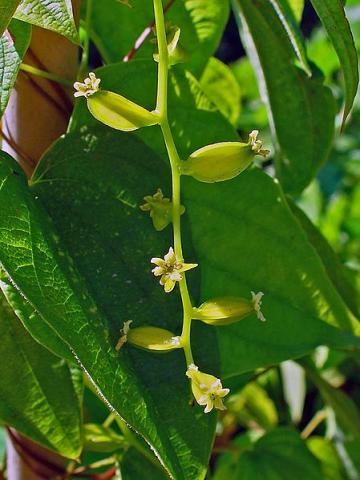 Dioscorea villosa spag. Zimpel D2