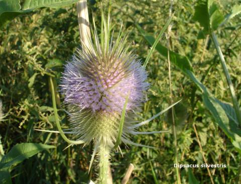 Dipsacus silvestris spag. Zimpel D2