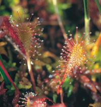 Drosera spag. Zimpel D3
