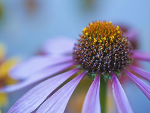 Echinacea spag. Zimpel D2