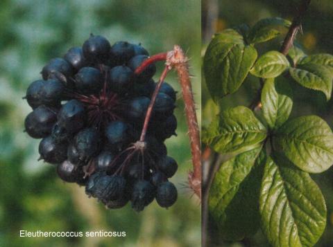 Eleutherococcus senticosus spag. Zimpel D2