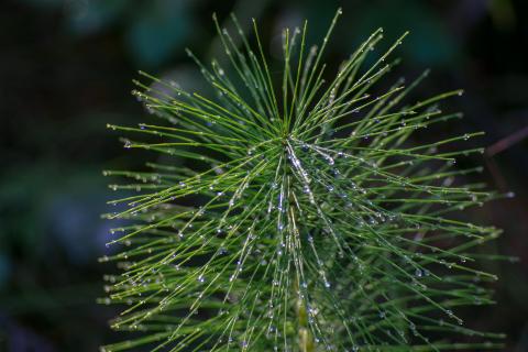 Equisetum arvense spag. Zimpel D2