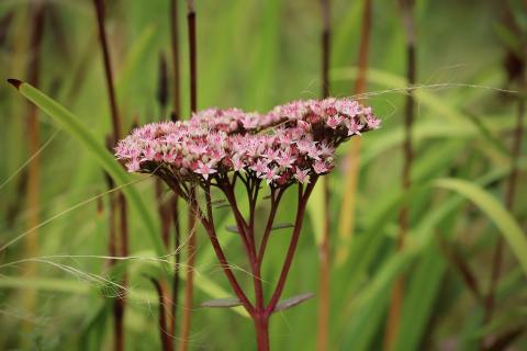 Eupatorium perfoliatum spag. Zimpel D2