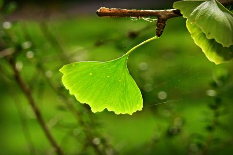 Ginkgo biloba spag. Zimpel D2