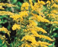 Solidago virgaurea ex herba rec. Glückselig Urt.
