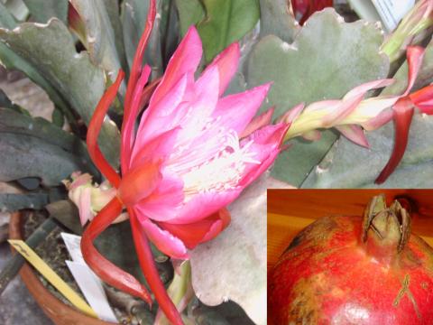 Granatum spag. Zimpel D2