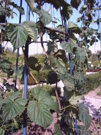 Humulus lupulus spag. Zimpel D2 