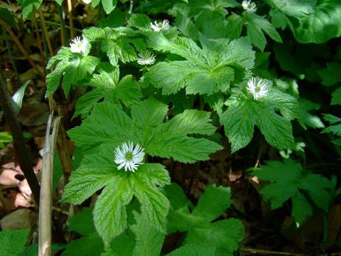Hydrastis canadensis spag. Zimpel D4