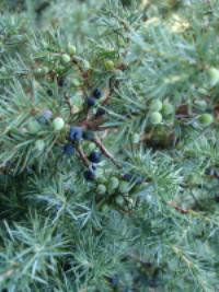 Juniperus communis e fructibus sicc. Glückselig Urt.