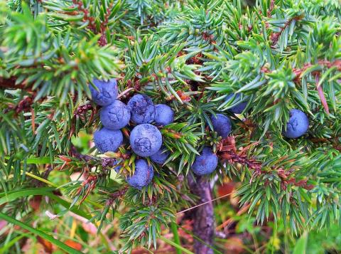Juniperus communis spag. Zimpel D2