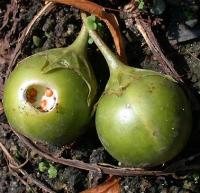 Mandragora spag. Zimpel D2