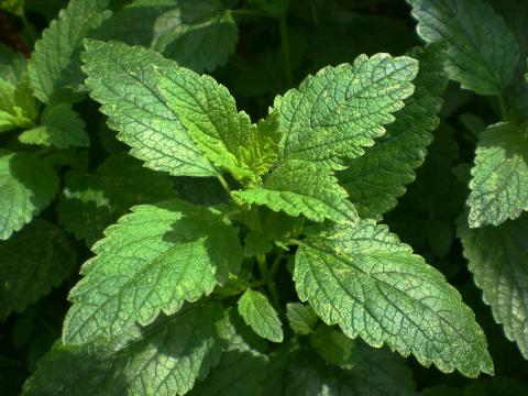 Melissa officinalis spag. Zimpel D2