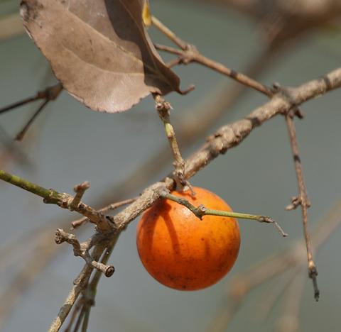 Nux vomica spag. Zimpel D4