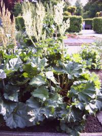 Rheum rhaponticum spag. Zimpel D2 