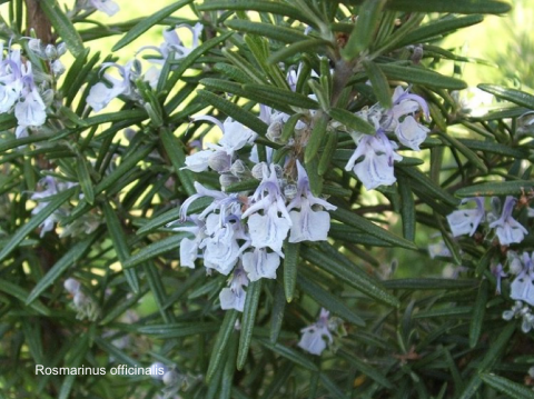 Rosmarinus officinalis Glückselig Urt.