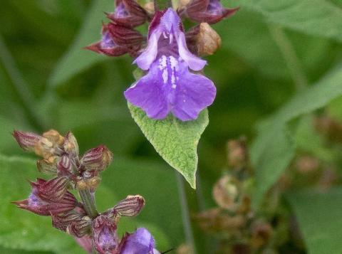Salvia officinalis spag. Zimpel D2