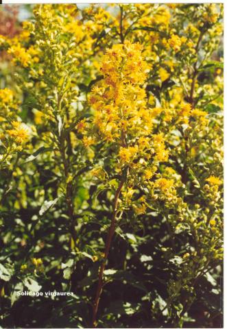 Solidago virgaurea spag. Zimpel D2