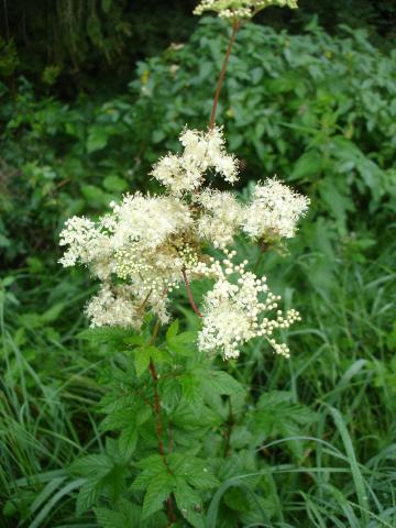 Filipendula ulmaria ex herba rec. Glückselig Urt.