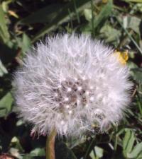 Taraxacum officinalis spag. Zimpel D2