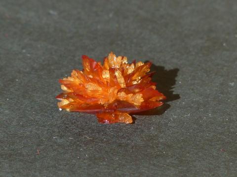 Tartarus depuratus spag. Glückselig Urt.