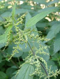 Urtica urens ex herba rec. Glückselig Dil. D2