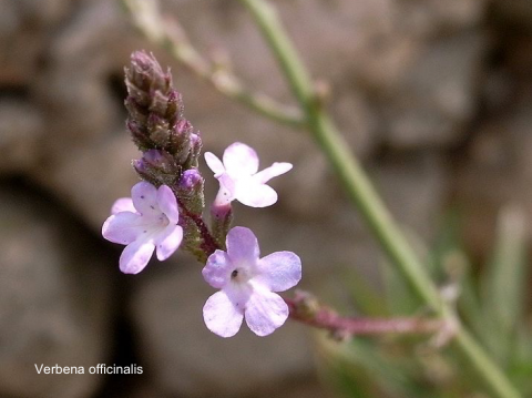 Verbena officinalis ex herba sicc. Glückselig Urt.