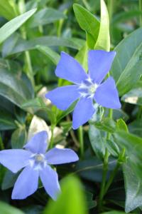 Vinca minor spag. Zimpel D2