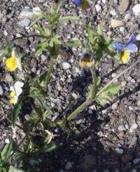 Viola tricolor spag. Zimpel D2