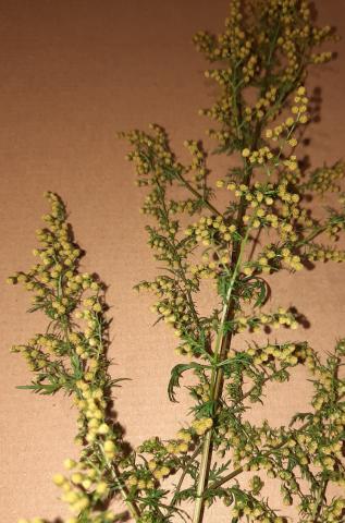 Artemisia annua spag. Zimpel D4