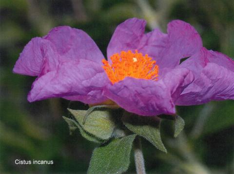 Cistus incanus spag. Zimpel D2