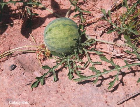 Colocynthis (Citrullus) e fructibus sicc. Glückselig Dil. D4