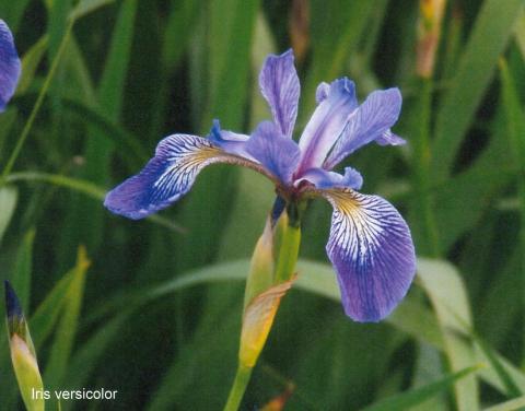 Iris versicolor spag. Zimpel D2