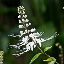 Orthosiphon stamineus e foliis sicc. Glückselig Urt.